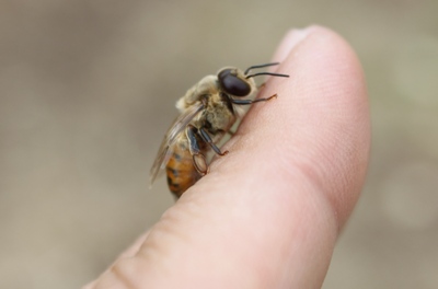 Immagine di una mano che tiene un'ape, simbolo di natura e biodiversità