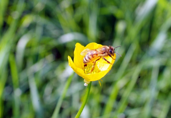 Mielizia promuove l’incontro: “Il giardino a impatto zero”