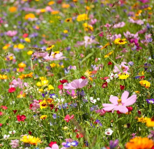 Miels Toutes Fleurs