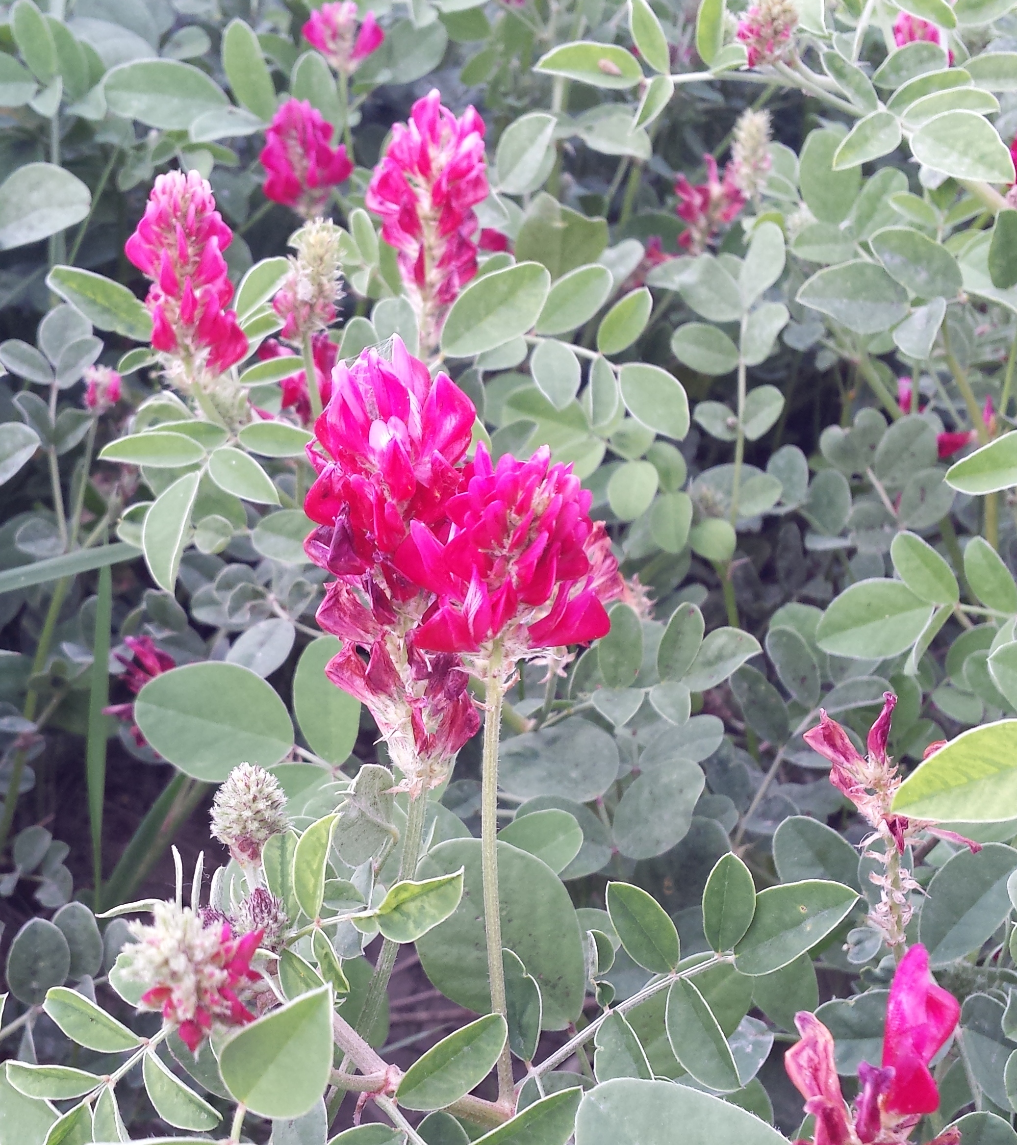 Alveare con api e fiori in un campo soleggiato