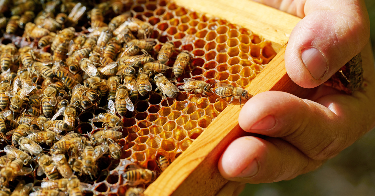 mielizia blog - calendario mensile apicoltore miele api (1)