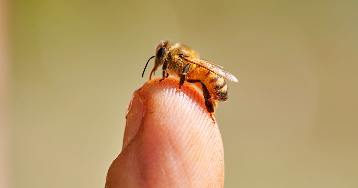 mielizia blog - calendario mensile apicoltore miele api (2)