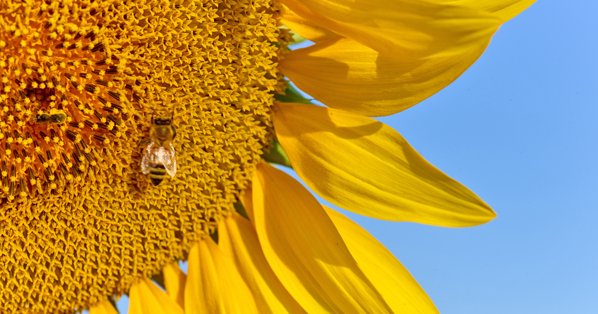 mielizia blog - calendario mensile apicoltore miele api (3)