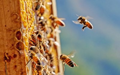 Il calendario dell’apicoltore