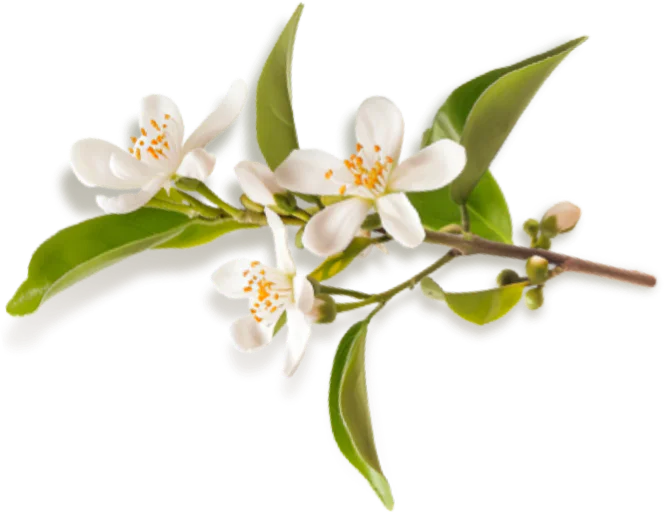 Fiore arancio Mielizia - simbolo di freschezza e natura