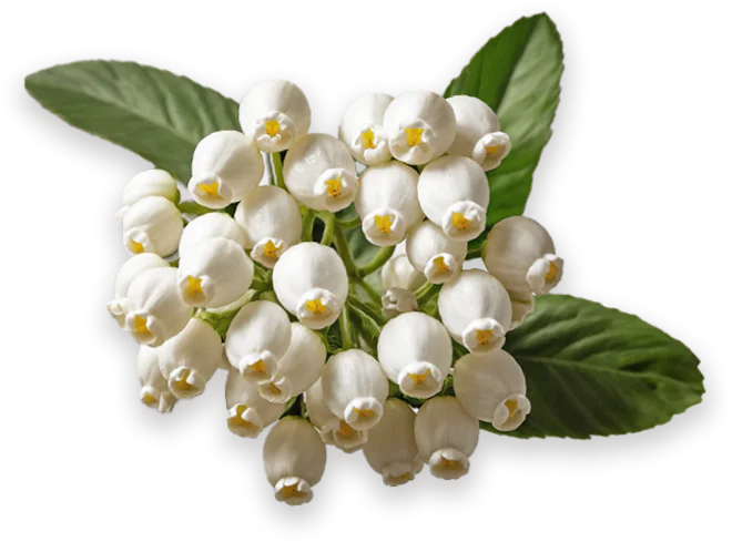 Fiore di corbezzolo Mielizia, bianco e rosa con pistilli gialli e foglie verdi