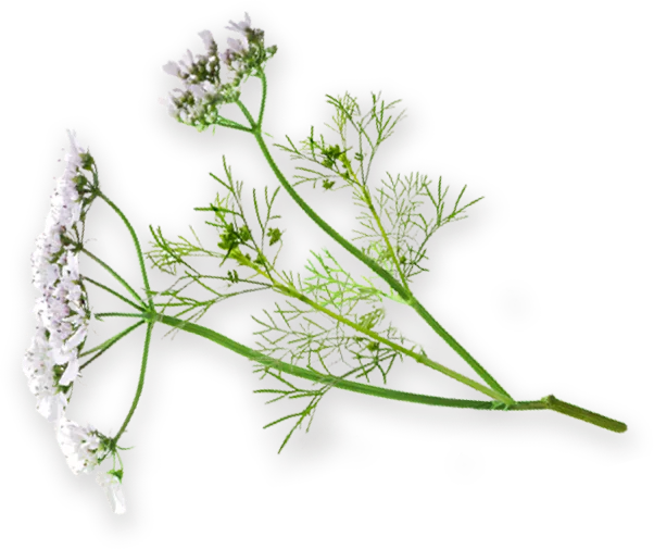 Fiore di coriandolo Mielizia - Immagine del fiore di coriandolo prodotto da Mielizia