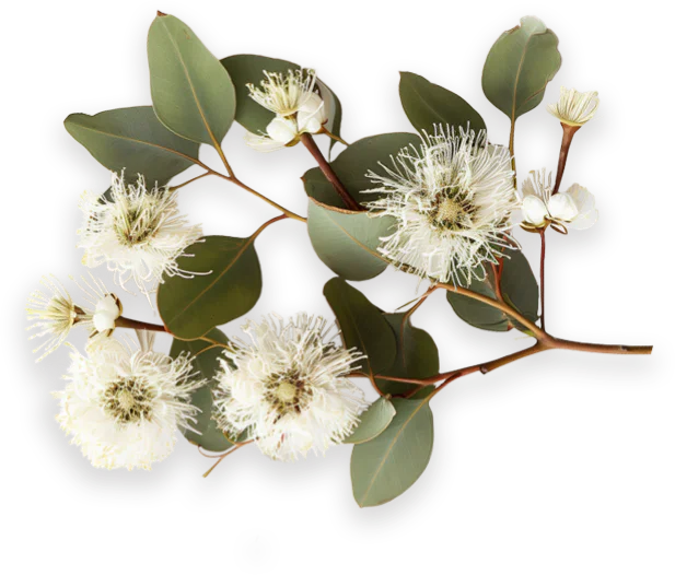 Fiore di eucalipto Mielizia, dettaglio dei petali e del pistillo