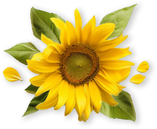 Fiore di girasole Mielizia su sfondo verde