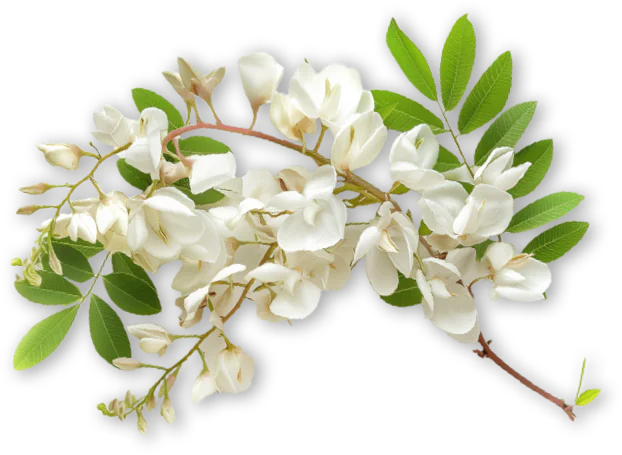 Pianta di Acacia Mielizia con foglie verdi e fiori bianchi