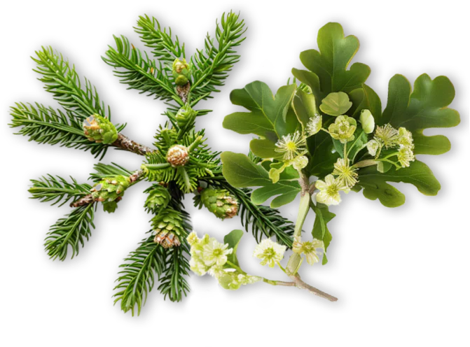 Illustrazione di una pianta di miele in un bosco