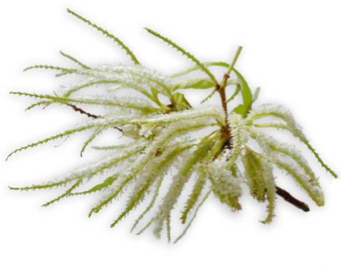 Pianta di castagno Mielizia con foglie verdi e frutti marroni