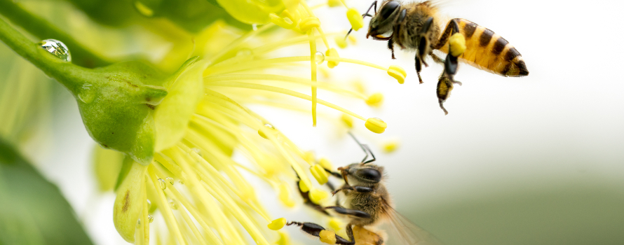 Illustrazione ape che raccoglie nettare dai fiori